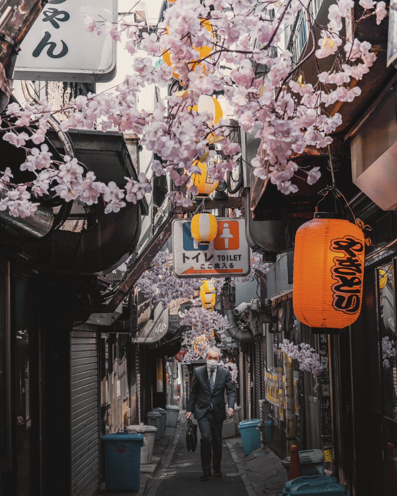 Cherry blossom over a quiet lane in Japan