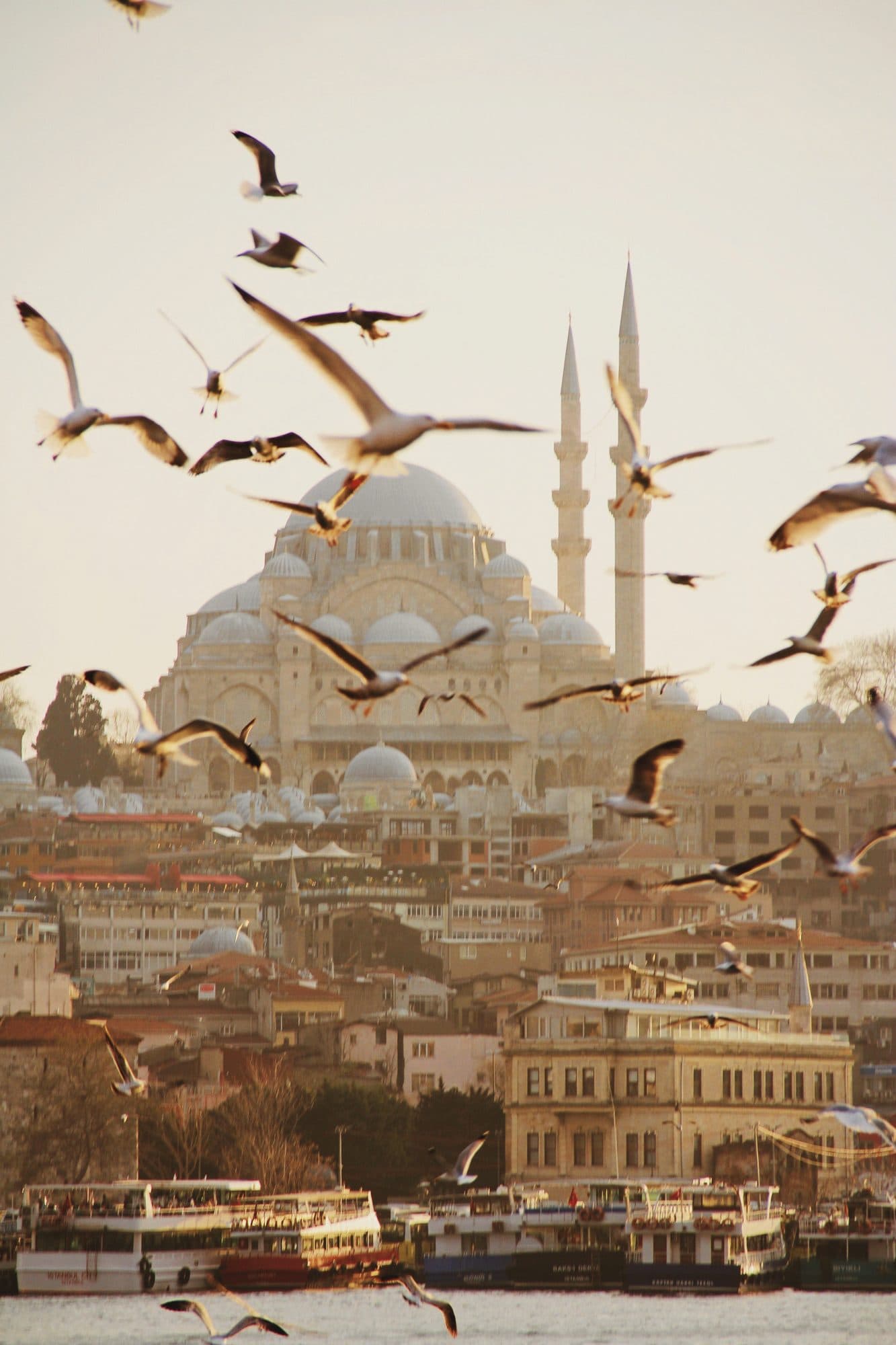 Gulls wheeling over the Süleymaniye Mosque in Istanbul at golden hour